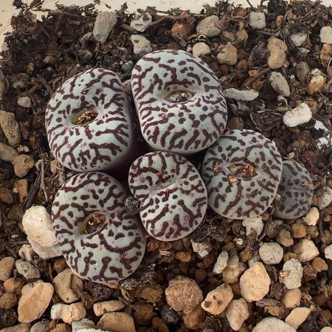 184多肉植物种类多样