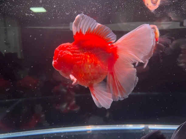 精品泰狮一鱼一价活鱼