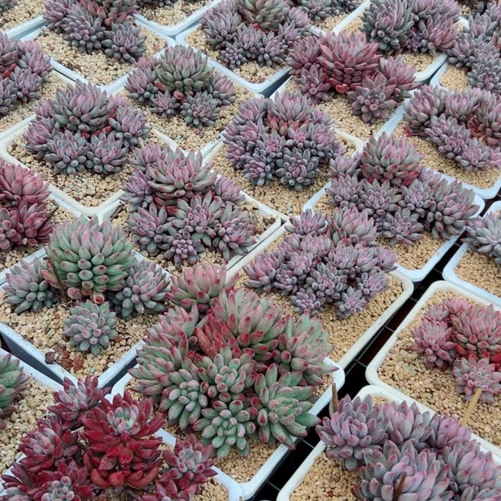 虞美人老桩随机发货