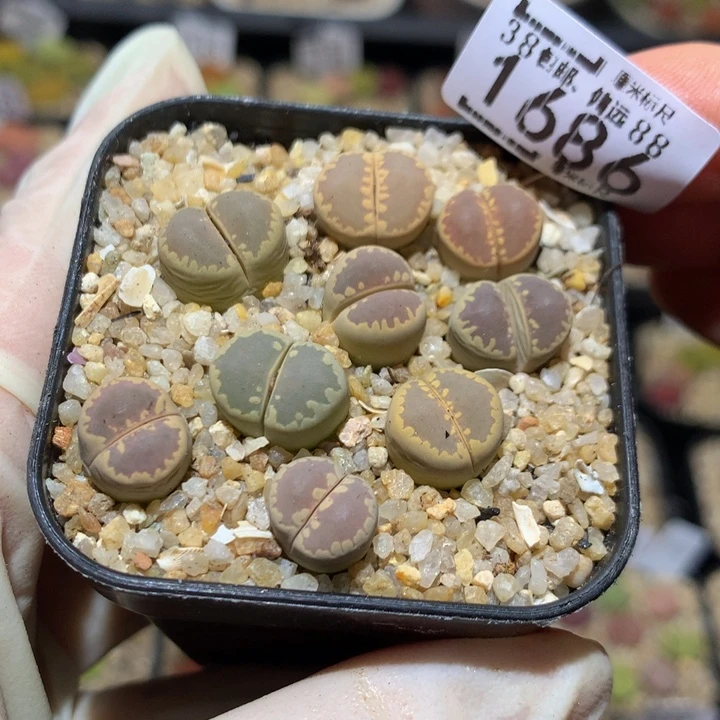 小*乖Sss精品生石花1686