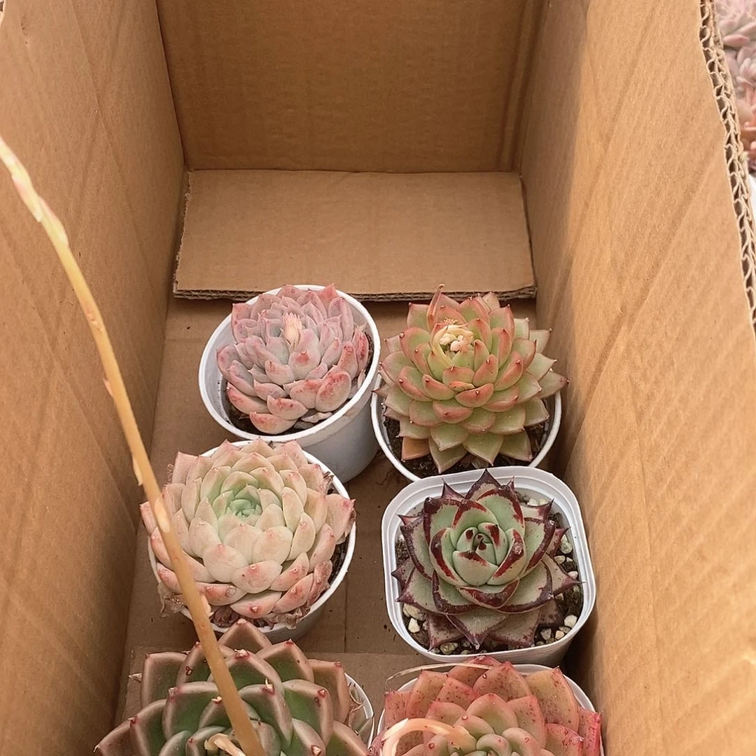 梦**吗宝子挑选搭配 6489