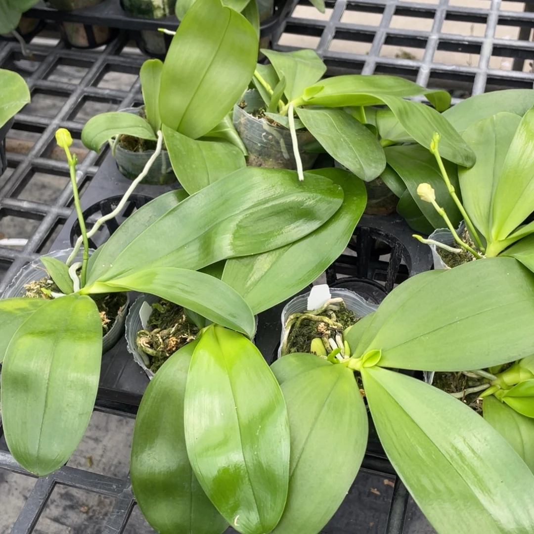 当前无花栽培后可以开花2.5两倍钻石交蓝喜鹊，苗一颗