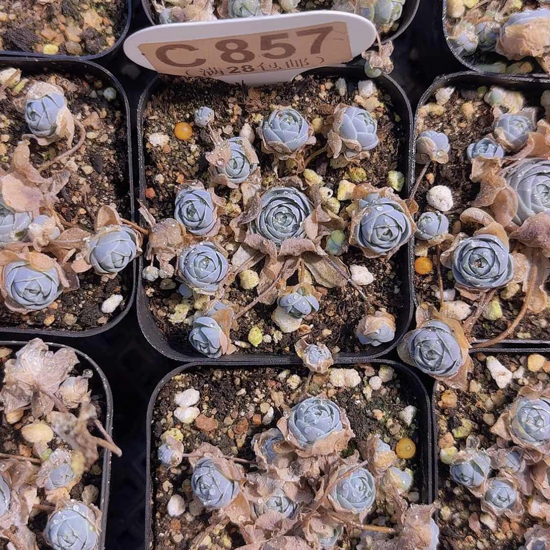 C857子持莲花一物一拍