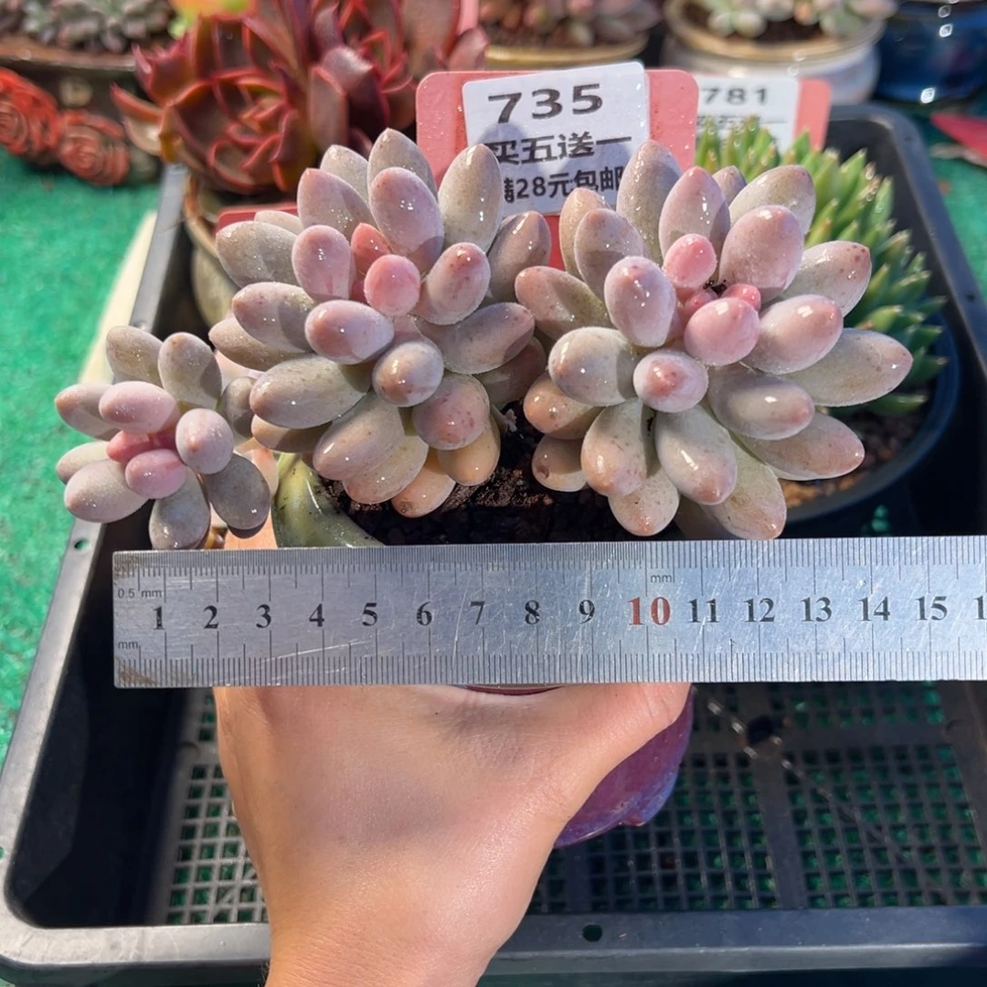 表妹精品多肉植物735.