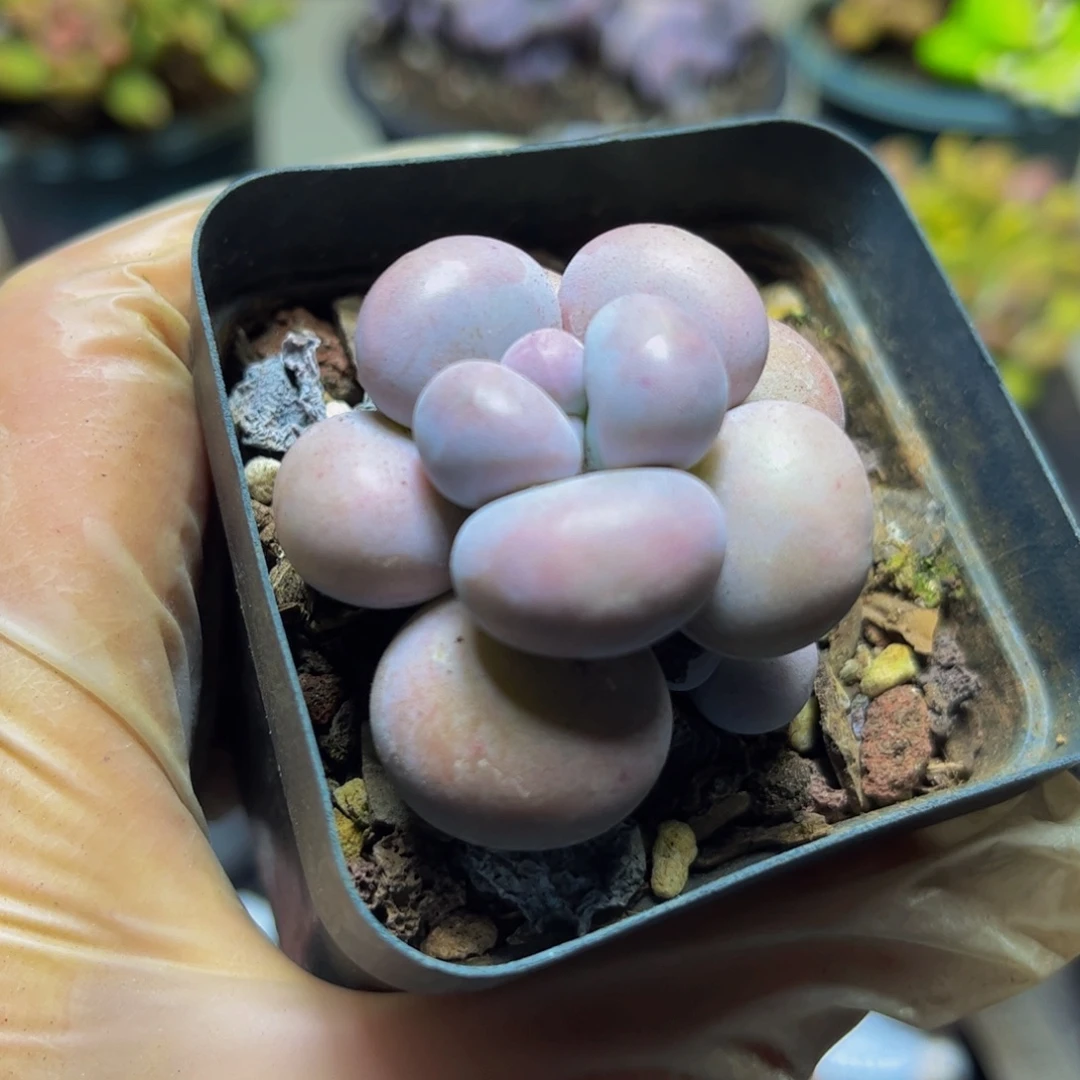183芭比奶酪5厘米多肉