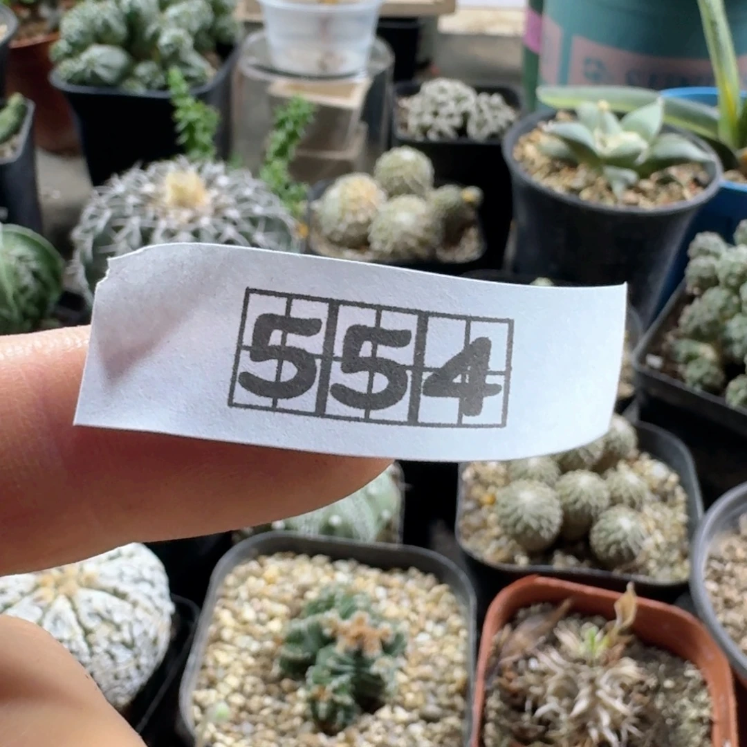 G***e554海带宽弹脱土发货