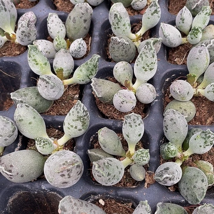 小海豹1.5带土发货