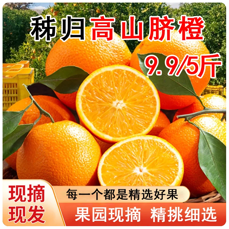 三峡秭归高山老树脐橙当季新鲜水果自家果园现摘现发