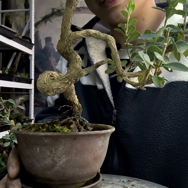 ?****随小盆景小植物一物一拍291