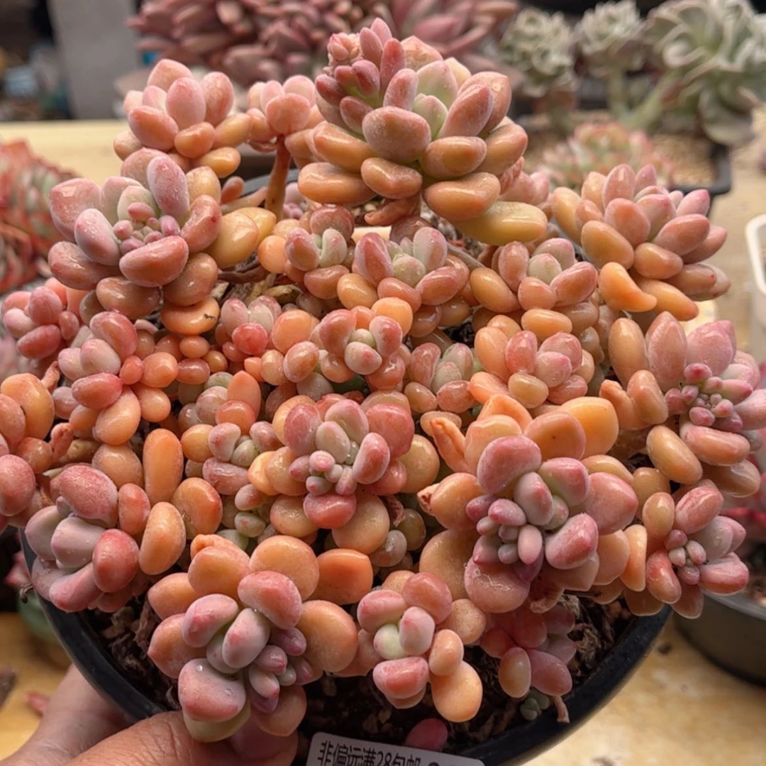 【闪购商品】063木糖醇