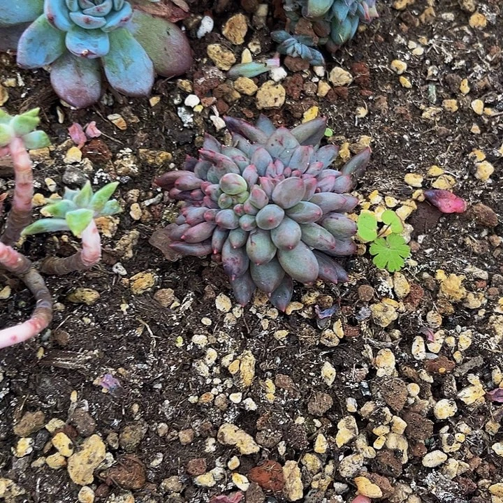 糖***多多肉植物虞美人缀化