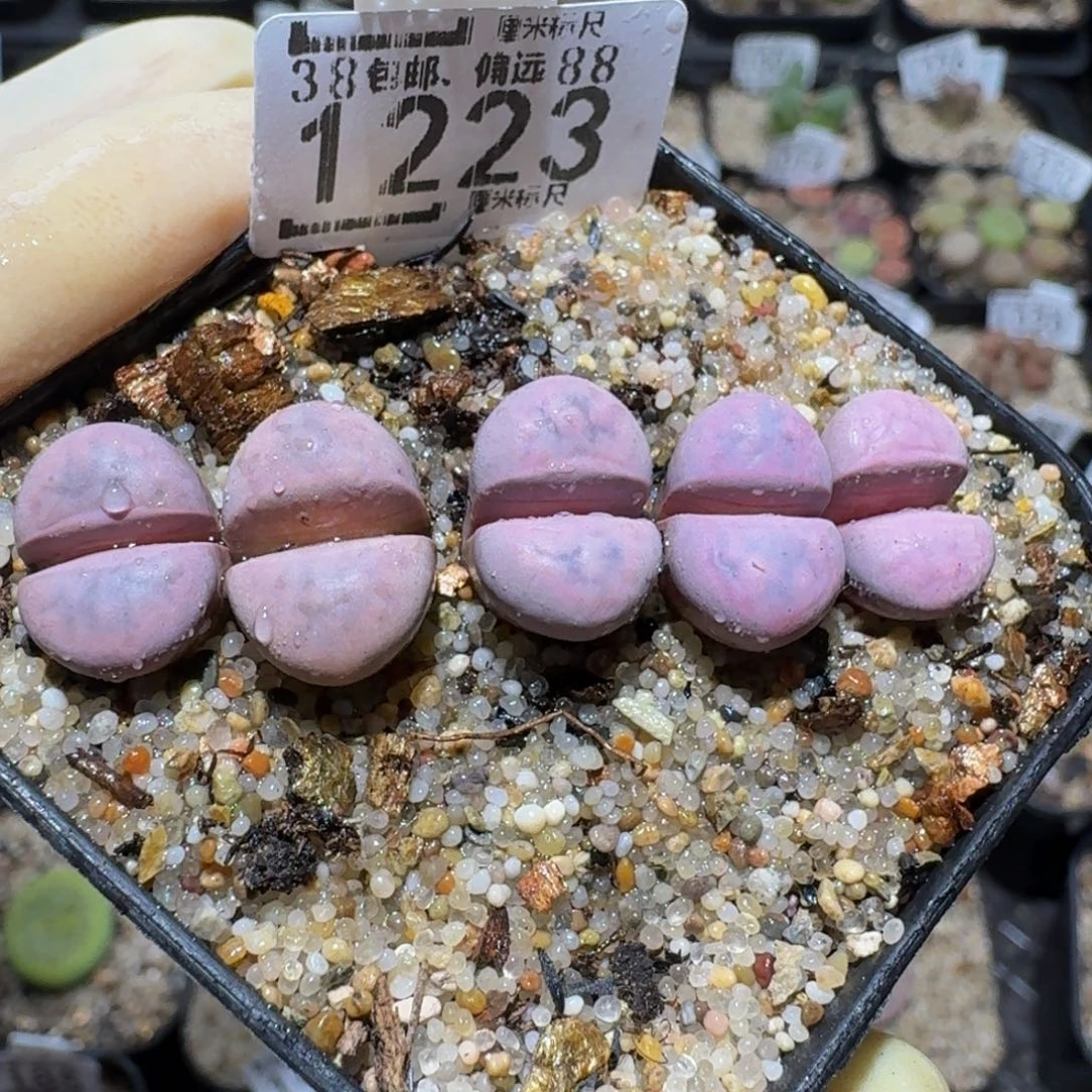 zzzzz生石花肉锥1223