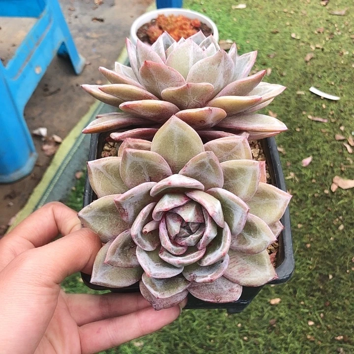 德国香槟老桩多肉植物