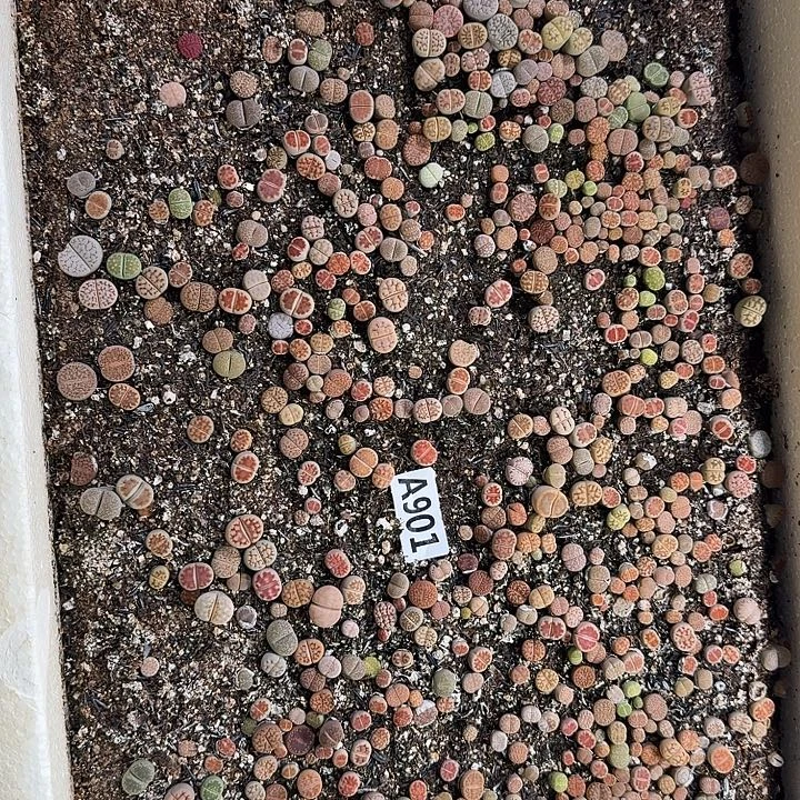 生901石花整筐脱土发货
