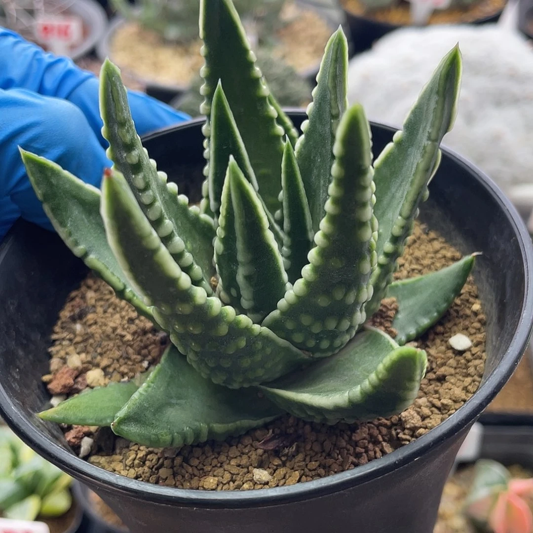 实生原始恐龙泪珠仙人球