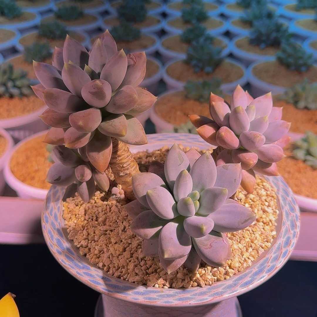 黄胖体 哥特 一物一拍
