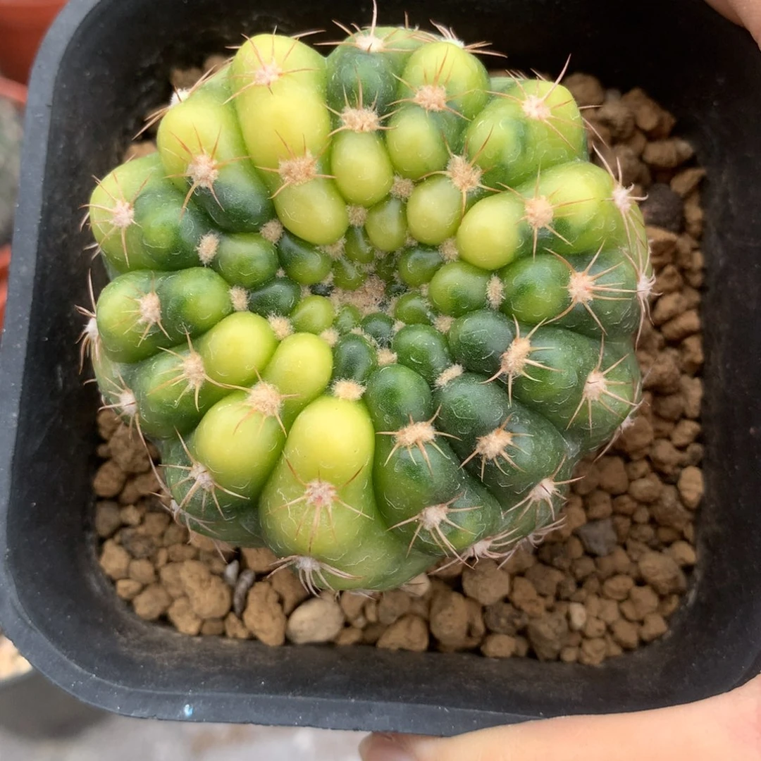 实生炫美玉锦仙人球