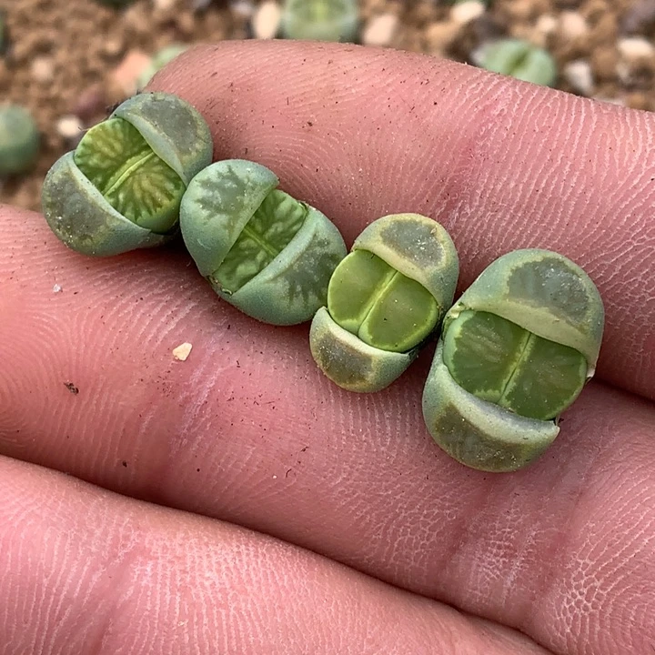 薇*精品多肉植物大战僵尸先生们