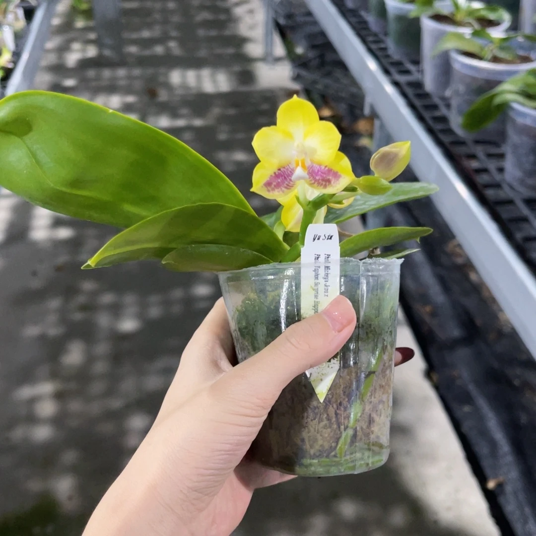 无花朵蝴蝶兰原生