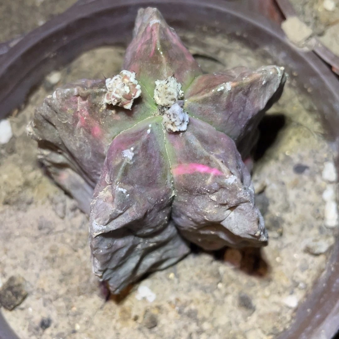 全部花朵?****?自根紫皮仙人球