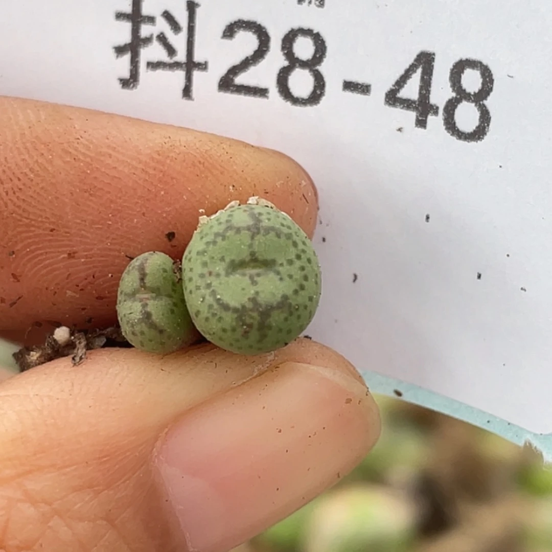 28-48猴多肉植物肉锥