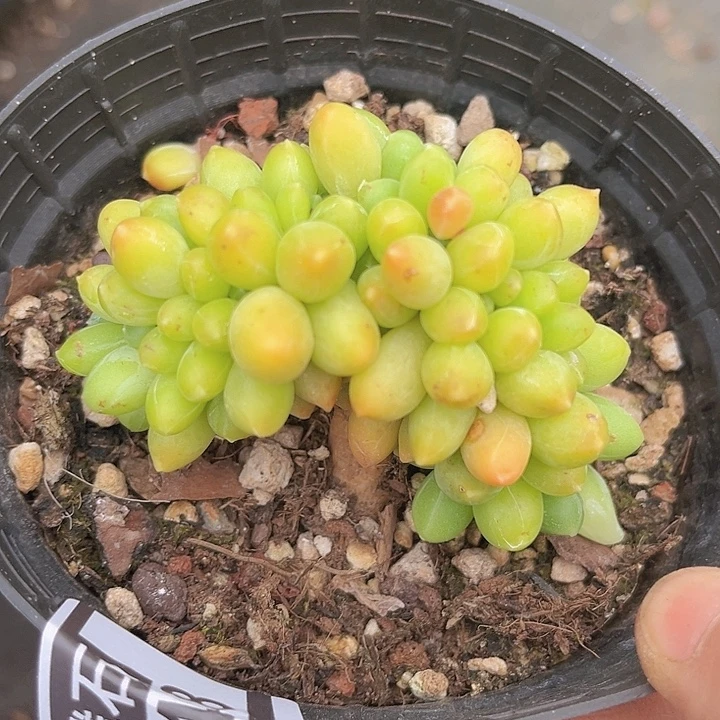 千代田缀2648多肉植物