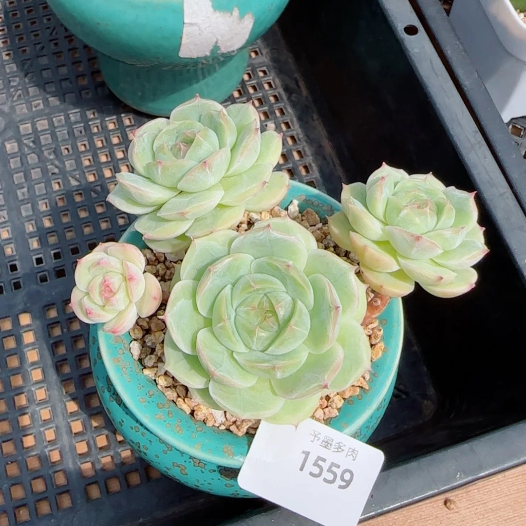 长杆白芷珍妮，1559多肉植物