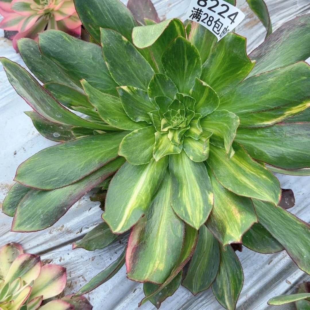 幽**霓N 8224妹子斑点彩duorou