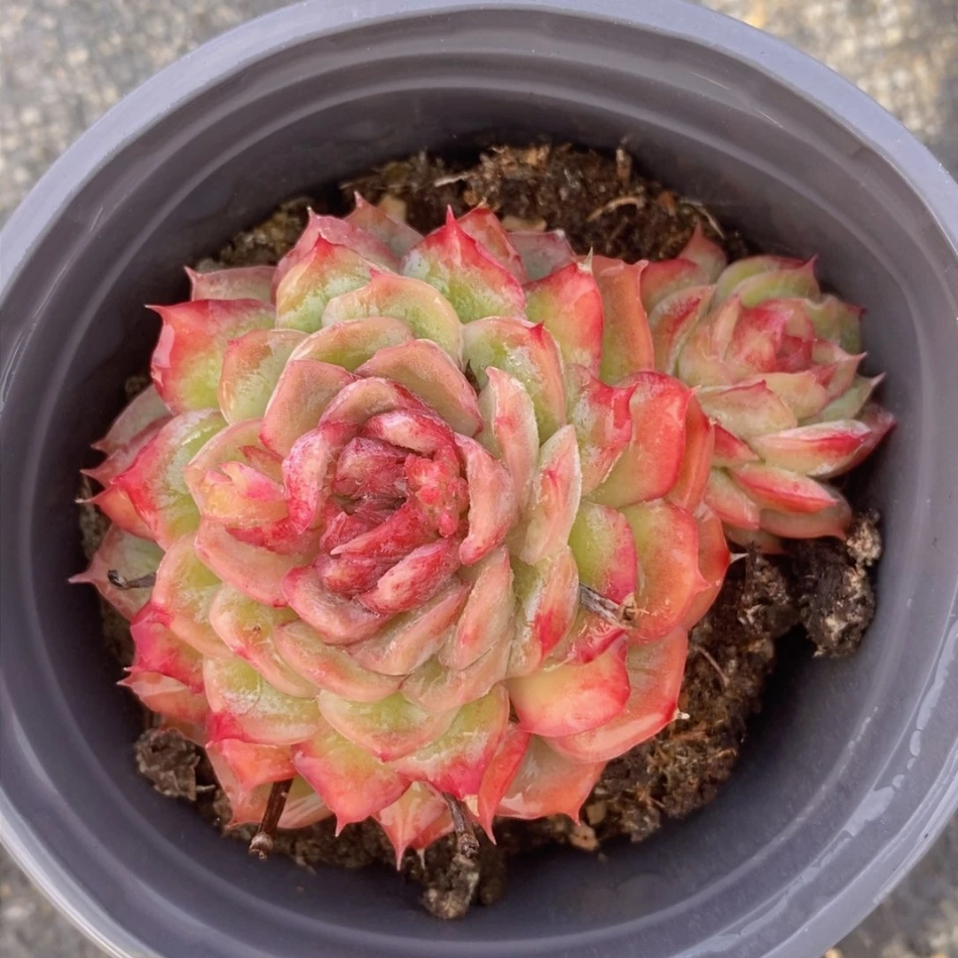 可问主播品种，下滑链接更多品种选择多肉