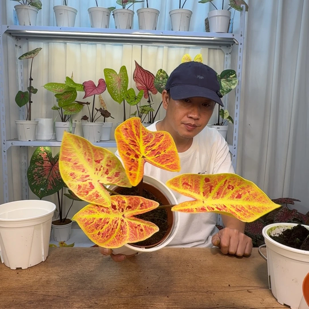 无花朵金灿    6990