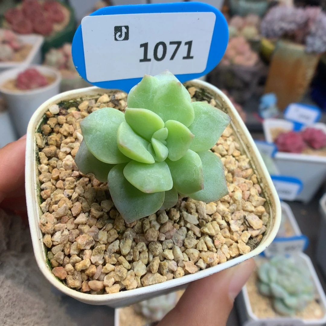 1071翡翠冰玉石化多肉