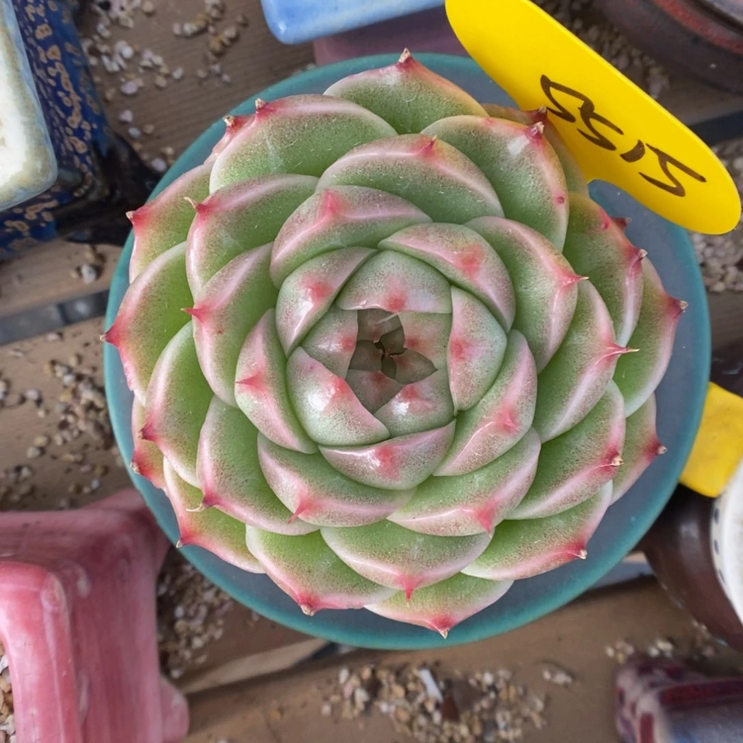 翡冷翠麦秆5515号。