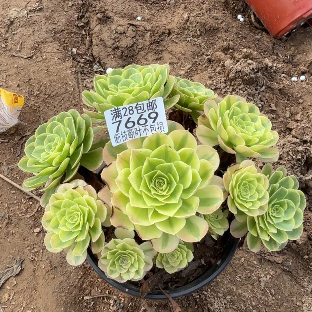奶白多肉植物11-7669