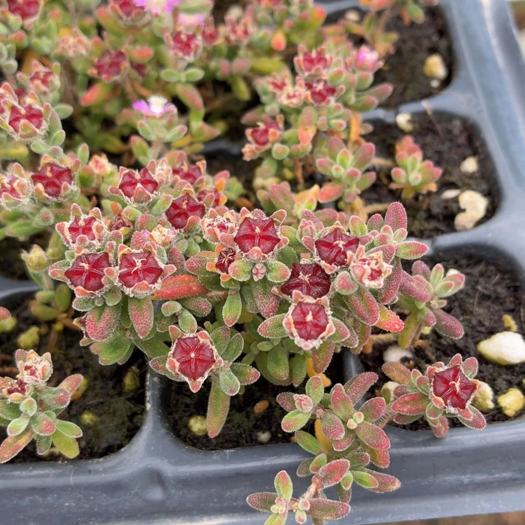 红宝石枝干9.9包邮发货