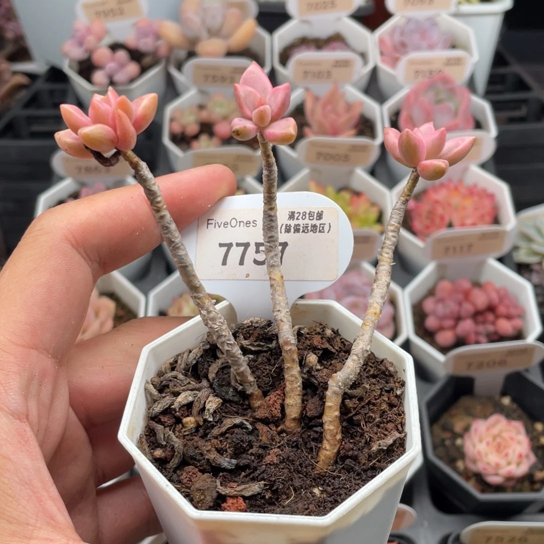 姬胧月7757-9.5厘米