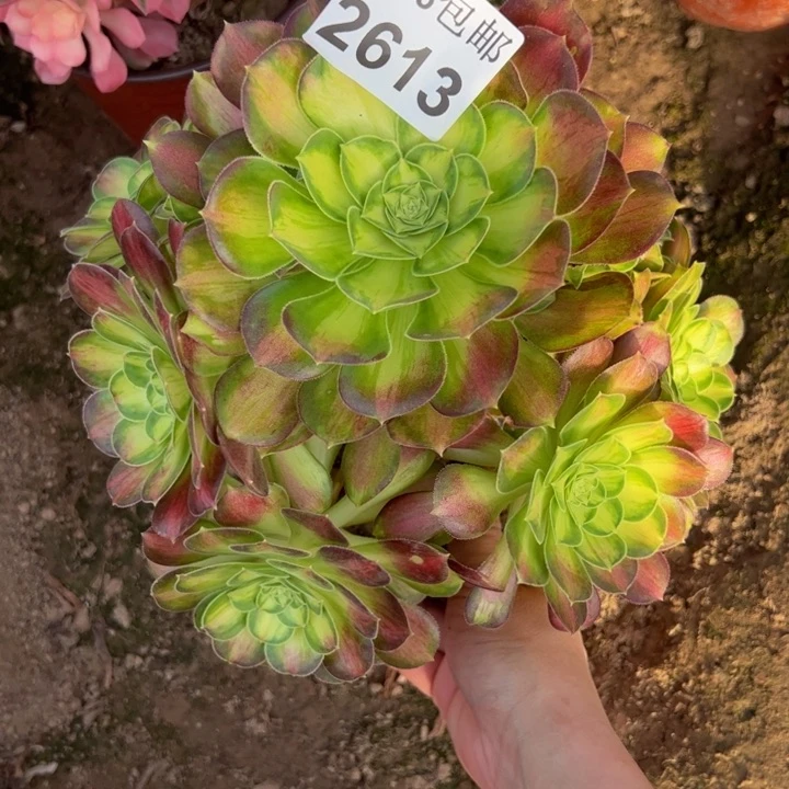 2613韶华多肉植物