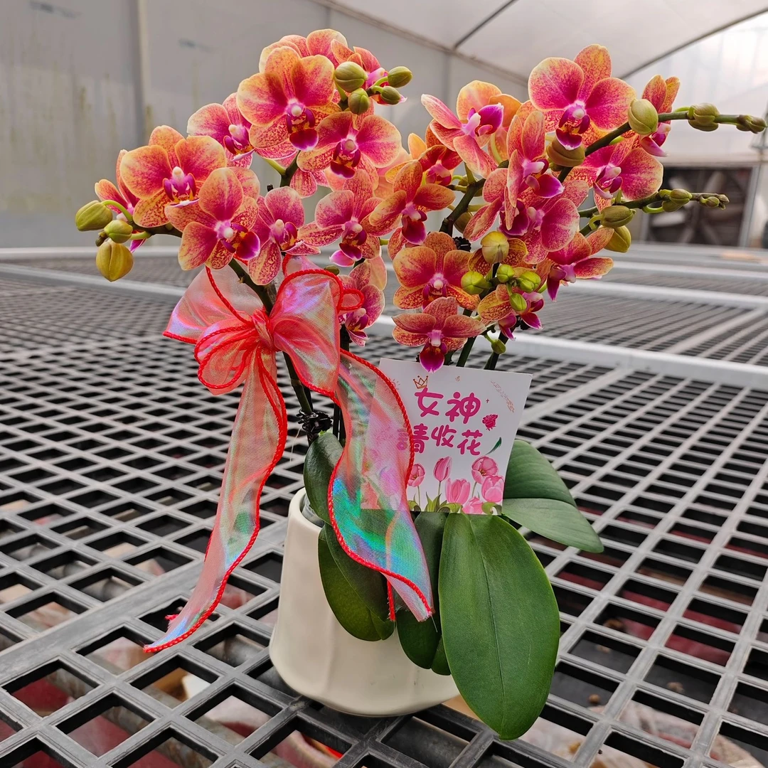 【金蝶组盆（蜡质花）】（橙红系））桌面花型易养耐开蝴蝶兰花卉盆栽