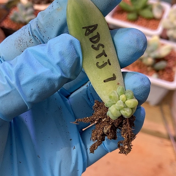 阿蒂斯托锦多肉植物