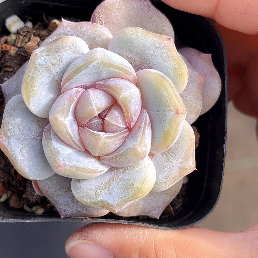 357 汉堡锦  满18包邮