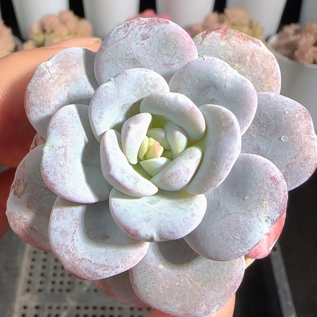 多肉0105-17雪莲雪莲