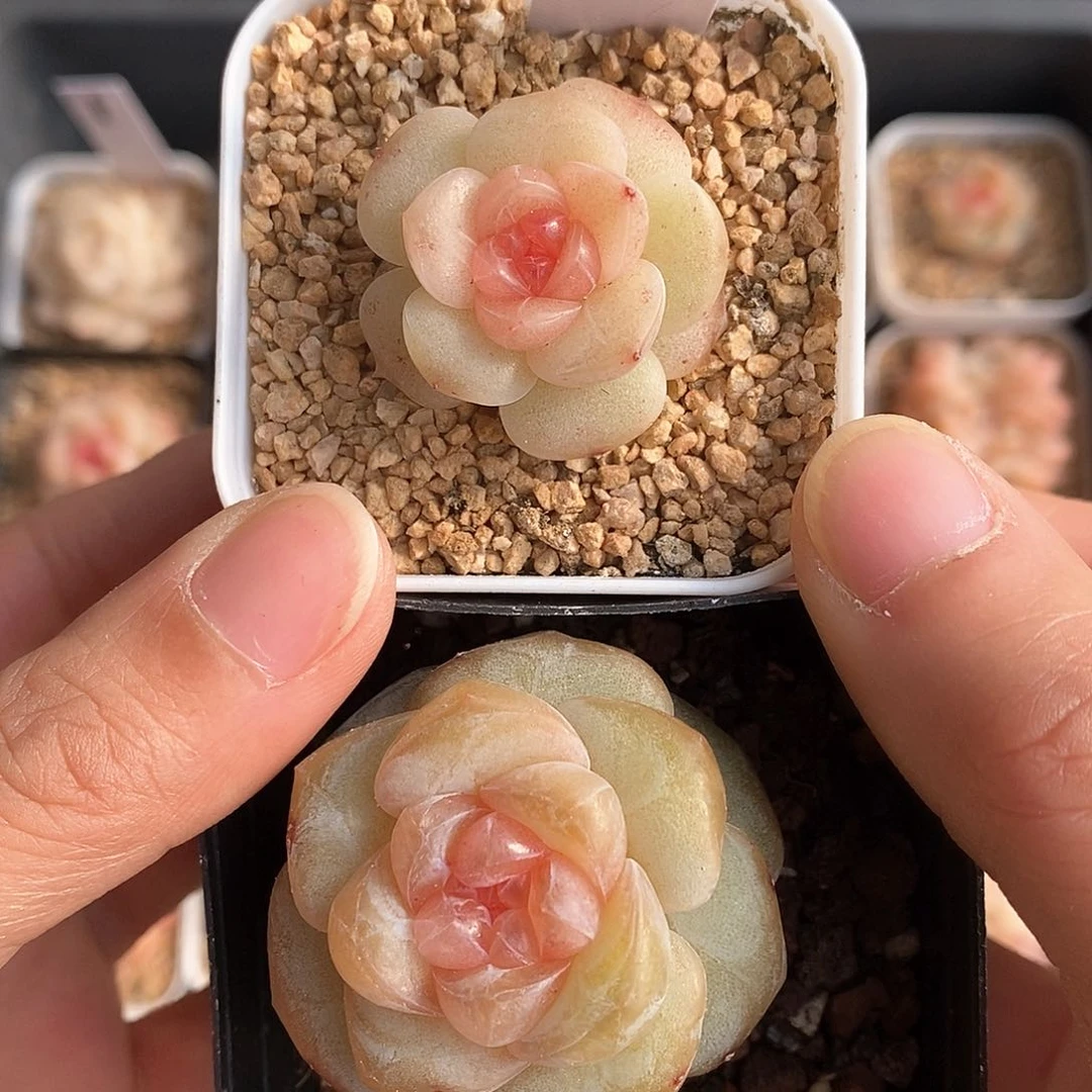 响当当了的时候你在干什么