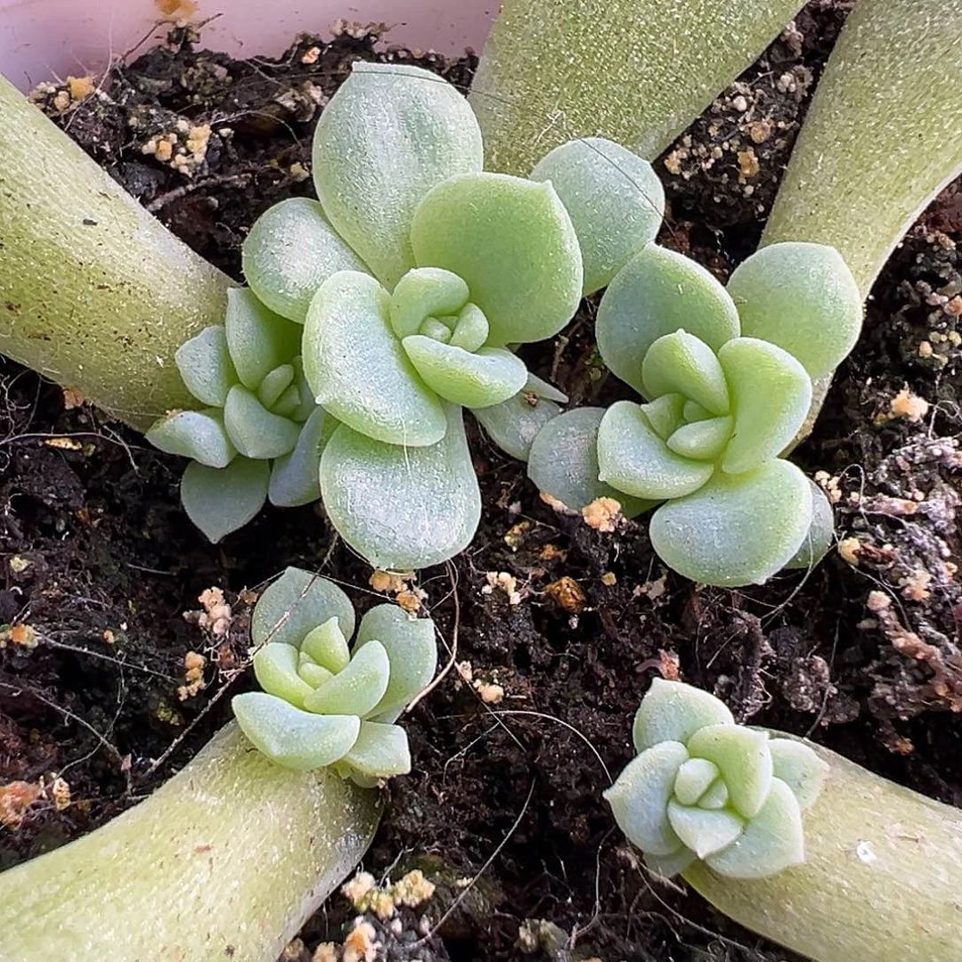 5个泼妇叶插 下播福利