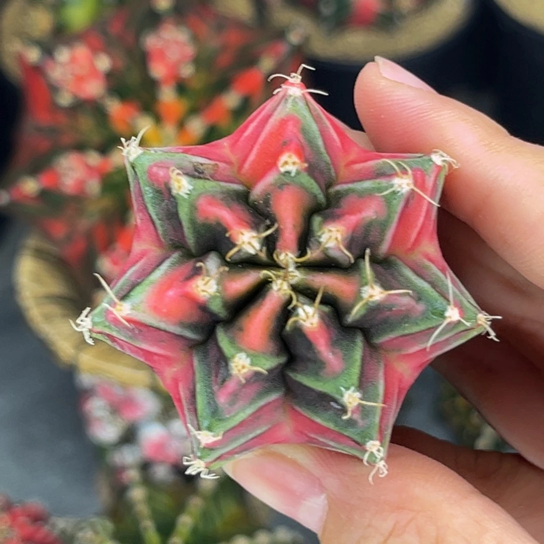 实生小兔子 米哈仙人球