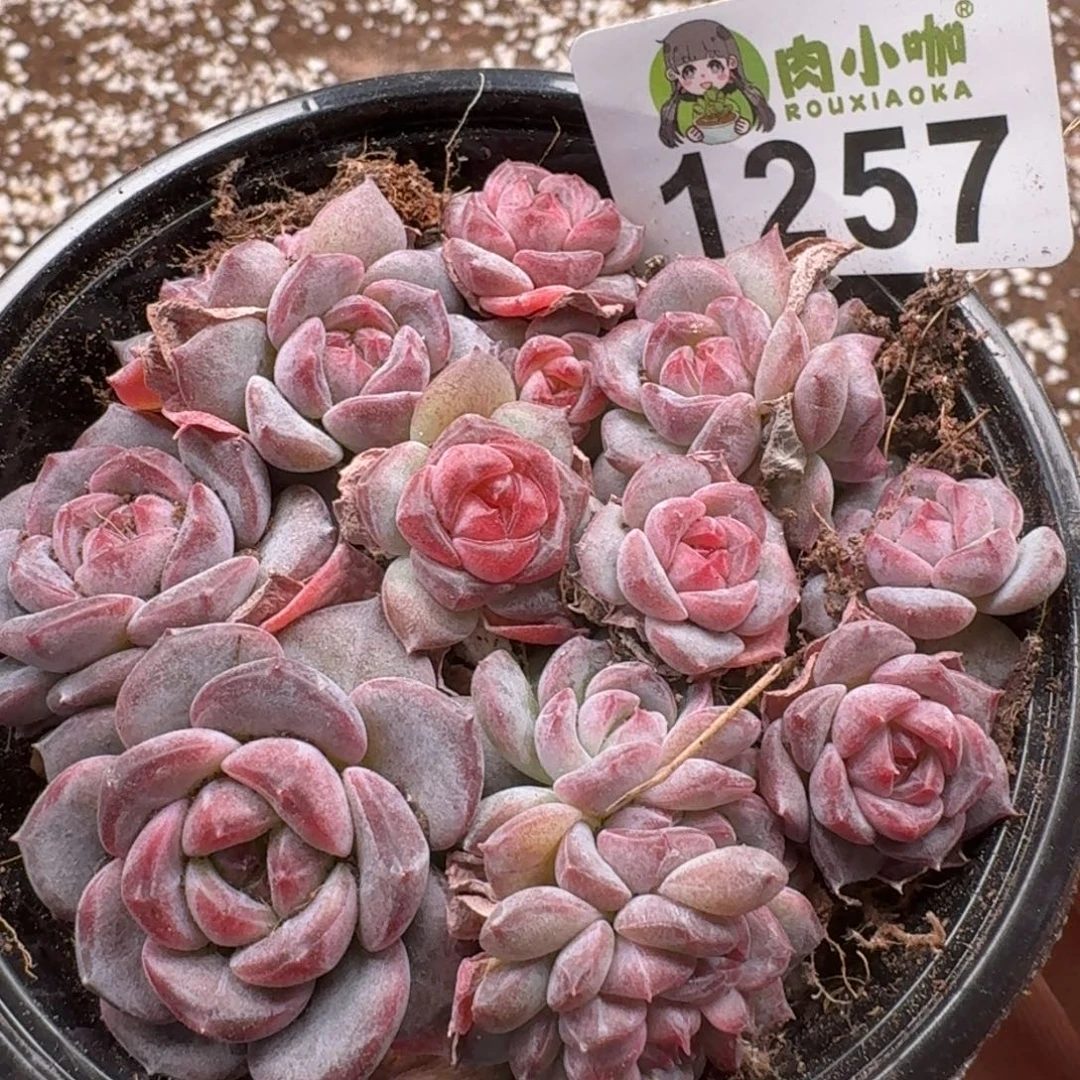 烟***。多肉植物多肉植物