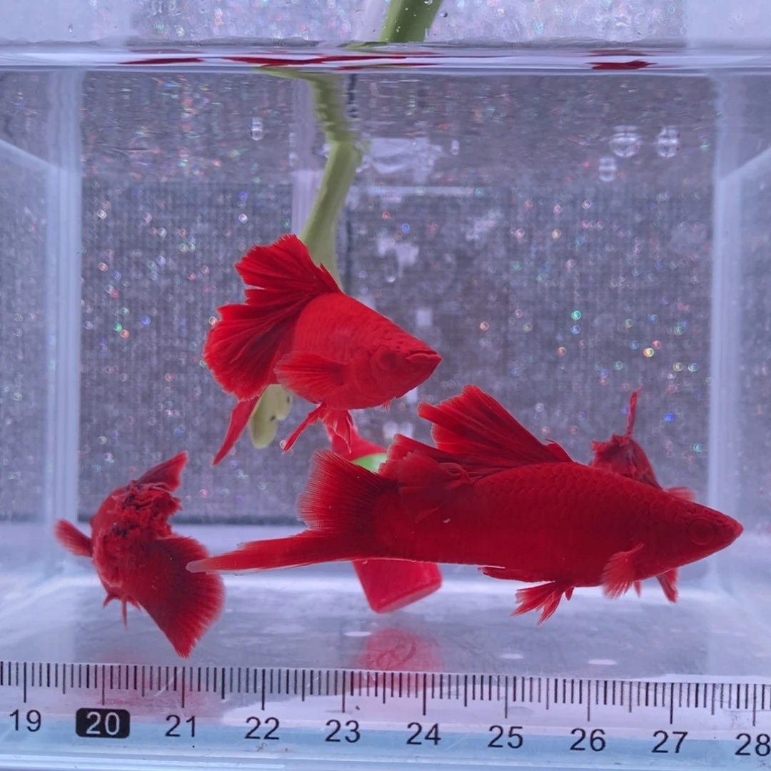 红剑鱼高鳍红剑成鱼2公2母