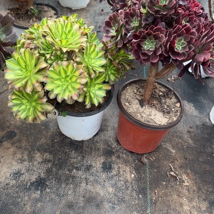 金丝雀➕韶华包邮。