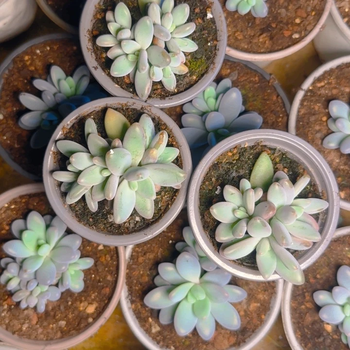 鹅福利1111111111111