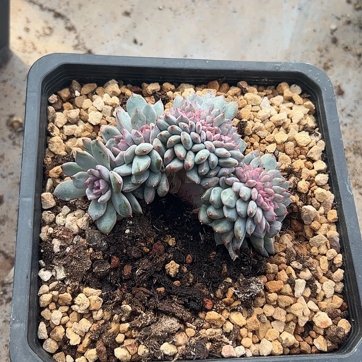 黑曼巴群生缀化多肉