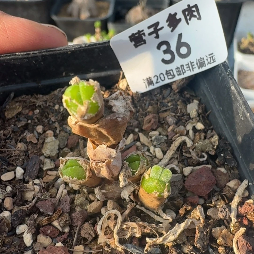碧光环带盆土。