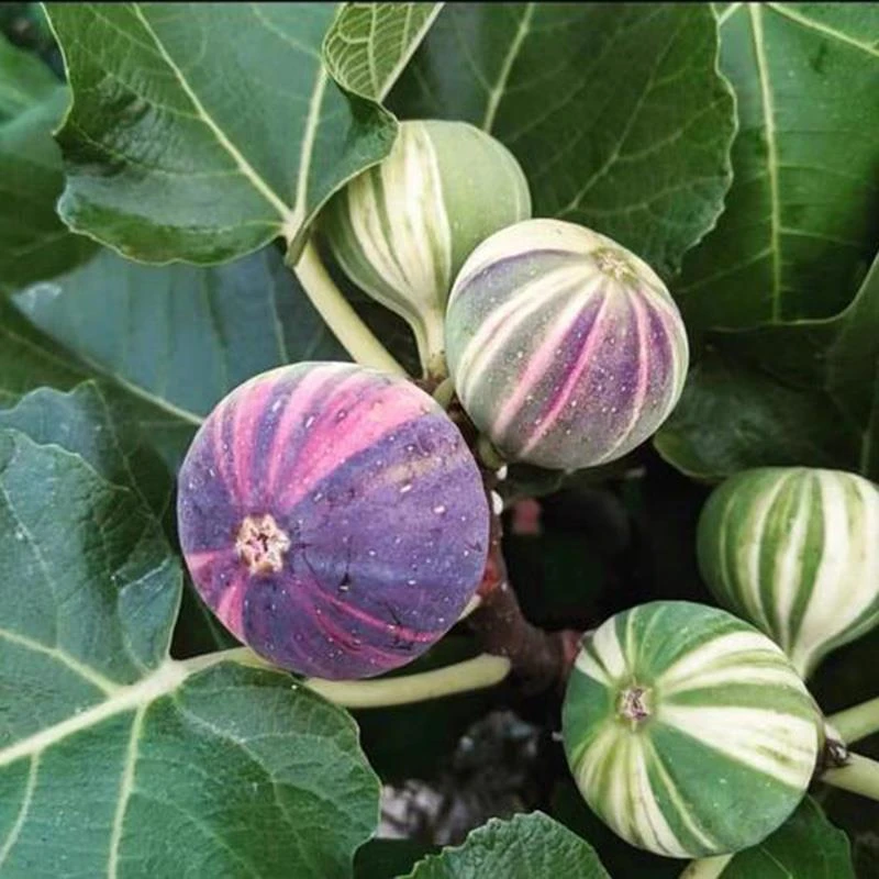 无花果【一物一拍】不退不换盆栽大果南方北方种植当年结果